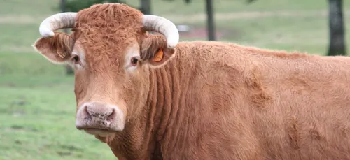 Indre : les vaches limousines sont les reines du weekend