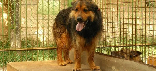 Une enquête lancée après un signalement à la SPA du Centre