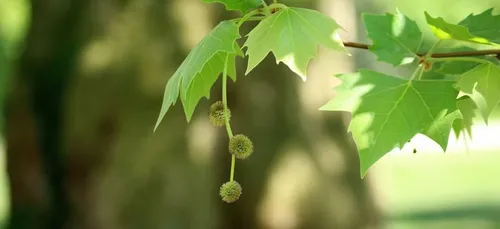 Sully-sur-Loire : il manifeste dans un platane