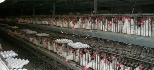 Loiret : des riverains craignent l’arrivée d’une ferme de 39 000...