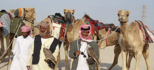 championnat de chasse qatari « El Kleiel » : conditions extrêmes et...