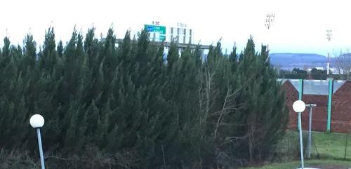 Tempête : des chutes d’arbres et des coupures d’électricité en...