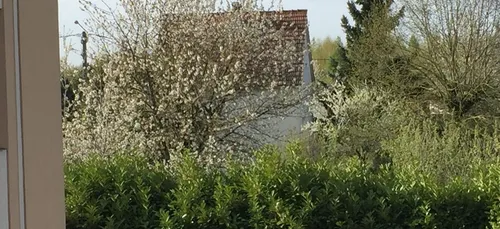 Attention aux pollens en Côte d’Or