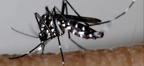 Moustique-tigre : tout ce qu’il faut savoir en Bourgogne