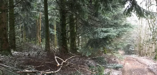 Contrat forêt : la région Bourgogne-Franche-Comté doit revoir sa...