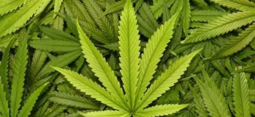 Fermeture de la boutique de cannabis à Dijon : le procureur fait le...