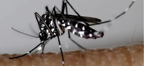 Opération de démoustication à Couchey suite à la détection du...