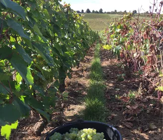C’est parti pour la fete de la vigne