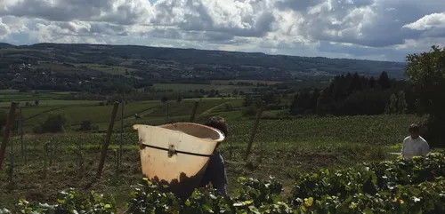 Vendanges citoyennes de Dijon : les inscriptions sont ouvertes