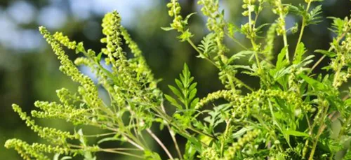 Alerte aux pollens d’ambroisie en Bourgogne