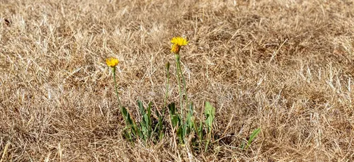 La secheresse encore d’actualité en Cote d’Or