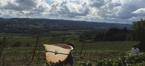 90 personnes ont participé aux vendanges citoyennes
