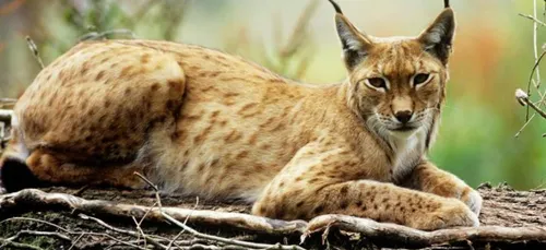 Un lynx tué suite a une collision en Cote d'Or