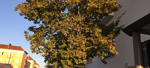 Bientot de nouveaux arbres a Dijon