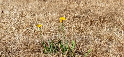 Sécheresse : nouvel appel des syndicats agricoles bourguignons