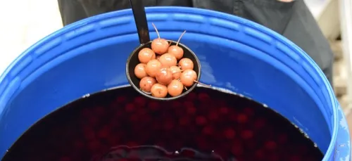 Zoom sur le liquoriste nuiton Joseph Cartron