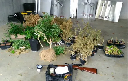 Plusieurs armes et du cannabis découverts a Saint-Apollinaire