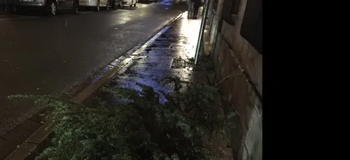 La collecte de sapins débute ce dimanche dans l'agglomération...