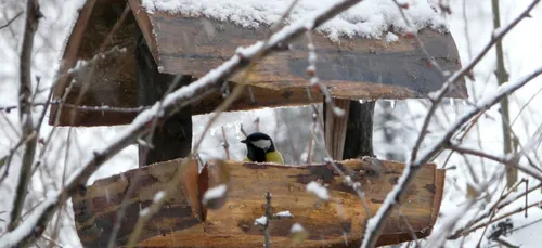 Où sont passés les oiseaux en Côte d’Or ?