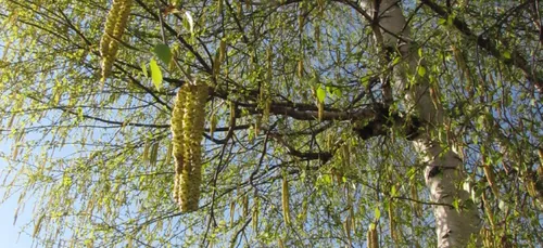 Une alerte aux pollens de bouleau lancée en Bourgogne