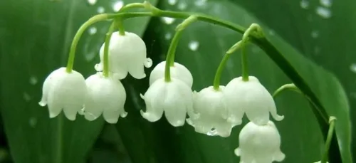 Vente de muguet : les règles à respecter à Dijon