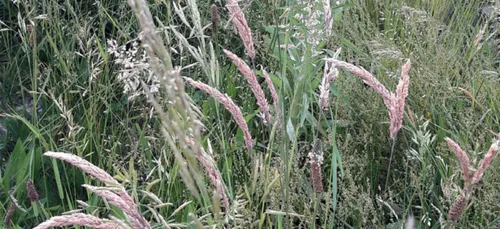 Allergies au pollen : risque maximal en Bourgogne-Franche-Comté