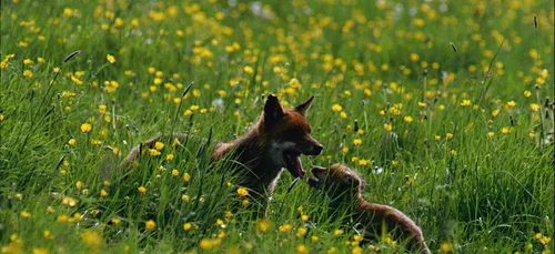 Une enquête participative sur le Renard Roux en Bourgogne