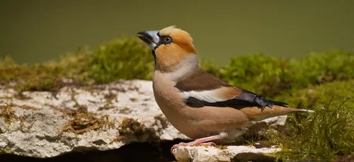 Les animaux aussi souffrent de la chaleur