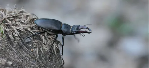 Une enquête participative sur l’insecte « le Lucane cerf-volant »...