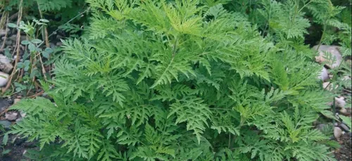 L’ambroisie se développe en Côte d’Or