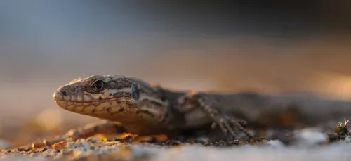 Deux enquêtes participatives sur le Ver luisant et le Lézard des...