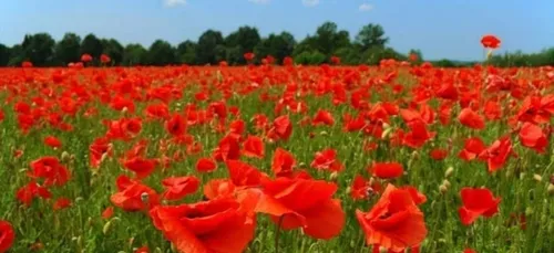 Manifestation contre les pesticides demain à Dijon