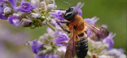 Une enquête sur l’abeille résineuse géante en Bourgogne
