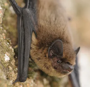 Avez-vous vu des chauves-souris chez vous ?