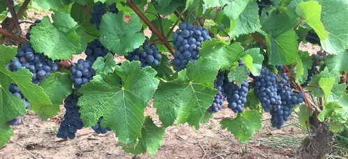 La vigne de Bourgogne serait un marqueur du réchauffement climatique
