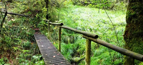 Zoom sur le nouveau « parc national de forêts »
