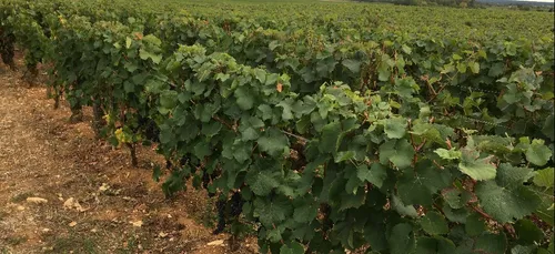 Modification de l’appellation Bourgogne : la FDSEA exprime son...