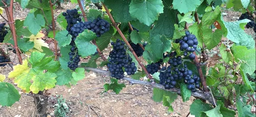 Les vignobles des communes de Côte d’Or ne devraient finalement pas...
