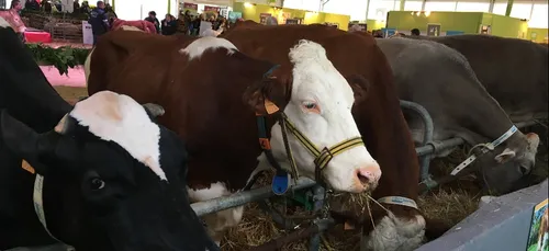 La Bourgogne bien présente sur le salon de l’agriculture