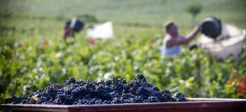 Les vins côte-d’oriens rencontrent un joli succès au Concours...
