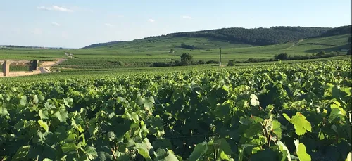 Les vins de Bourgogne vous donnent la parole