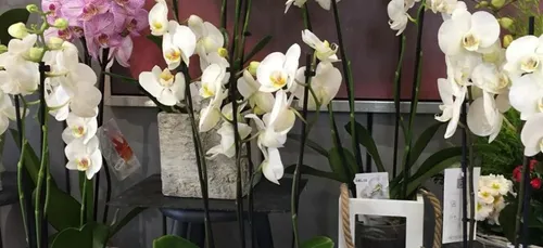 « Un jour, un commerçant » : abondance florale à Longvic