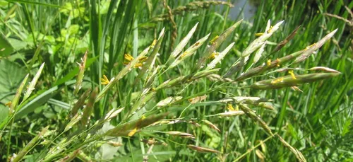 Alerte aux pollens de graminées en Bourgogne-Franche-Comté