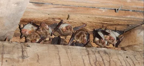 Une nouvelle enquête sur la présence des chauves-souris en Bourgogne