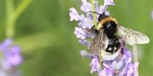 Un concours de photos sur la biodiversité proposé à Saint-Apollinaire