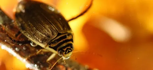 Une enquête en Bourgogne pour mieux connaître les gros coléoptères...