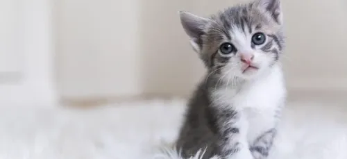 Macabre découverte à Besançon