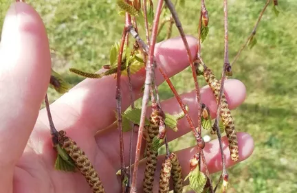 LES POLLENS D’AMBROISIE SOUS SURVEILLANCE EN BFC