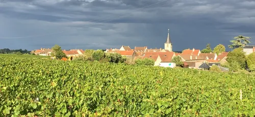 Cumul vendanges et RSA : c'est possible !