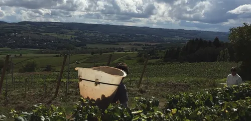 Retour sur les vendanges 2020 en Bourgogne